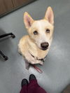 adoptable Dog in  named SACHI