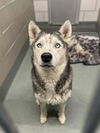 adoptable Dog in  named DAN