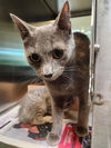 adoptable Cat in Baytown, TX named MIKA