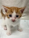 adoptable Cat in Baytown, TX named JO