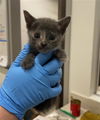 adoptable Cat in Baytown, TX named MEG
