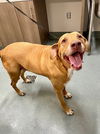 adoptable Dog in Baytown, TX named OPPIE