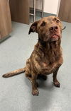 adoptable Dog in Baytown, TX named EDWIN