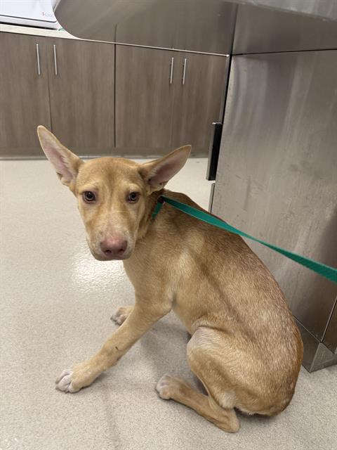adoptable Dog in Baytown, TX named BONNIE