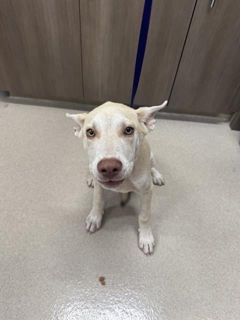 adoptable Dog in Baytown, TX named CLYDE