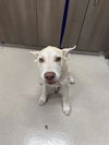 adoptable Dog in  named CLYDE