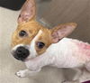 adoptable Dog in Baytown, TX named LIZZIE