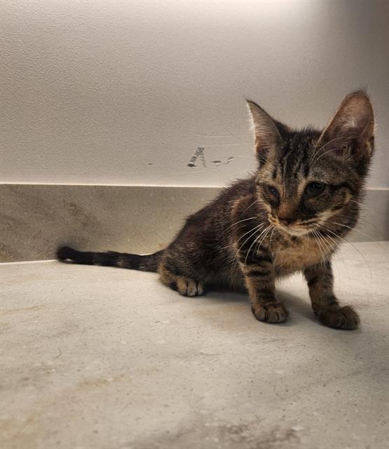 adoptable Cat in Baytown, TX named PEARL