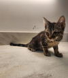 adoptable Cat in Baytown, TX named PEARL