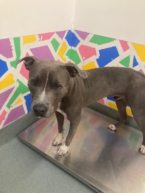 adoptable Dog in Baytown, TX named TOKEN