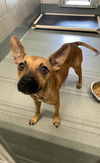 adoptable Dog in  named T-REX