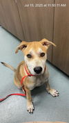 adoptable Dog in Baytown, TX named SCRAPPY