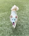 adoptable Dog in Baytown, TX named SAM