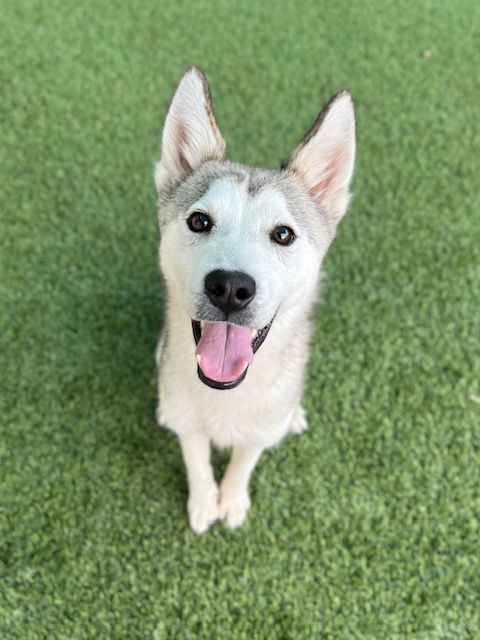 adoptable Dog in Baytown, TX named ALEX