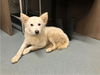 adoptable Dog in Baytown, TX named CLOVER