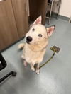 adoptable Dog in  named KODA