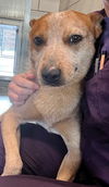 adoptable Dog in  named SPECKLES