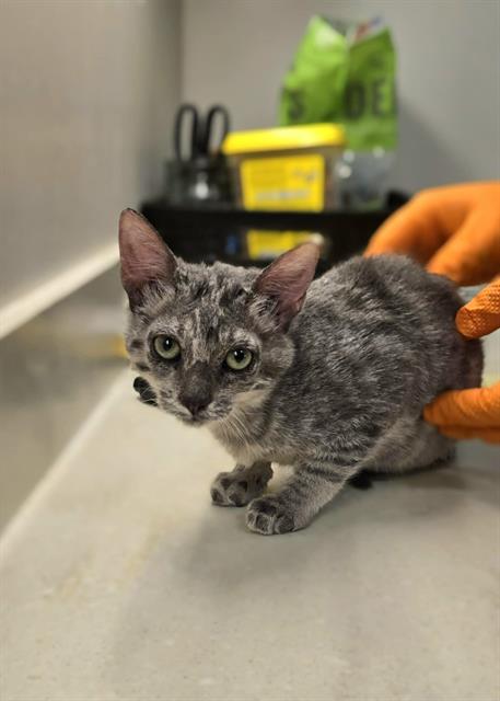 adoptable Cat in Baytown, TX named LADY MEOWFINA
