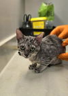 adoptable Cat in Baytown, TX named LADY MEOWFINA