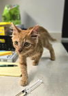 adoptable Cat in  named MARIGOLD