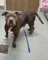 adoptable Dog in  named VENUS