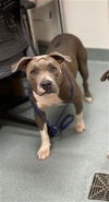 adoptable Dog in  named PRINCESS
