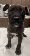 adoptable Dog in Baytown, TX named KENNA