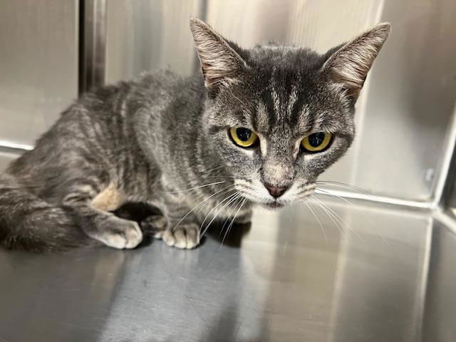 adoptable Cat in Baytown, TX named WILSON