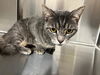 adoptable Cat in Baytown, TX named WILSON