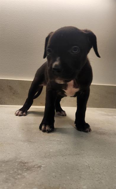 adoptable Dog in Baytown, TX named MILHOUSE