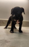 adoptable Dog in Baytown, TX named MILHOUSE