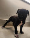 adoptable Dog in Baytown, TX named LISA