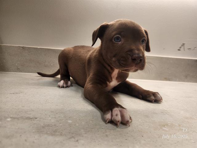 adoptable Dog in Baytown, TX named TROY