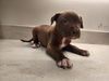 adoptable Dog in Baytown, TX named TROY