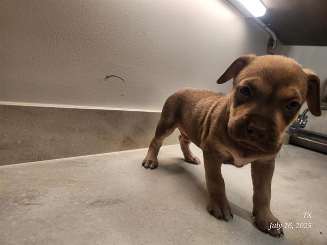 adoptable Dog in Baytown, TX named NED