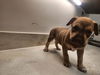 adoptable Dog in Baytown, TX named NED