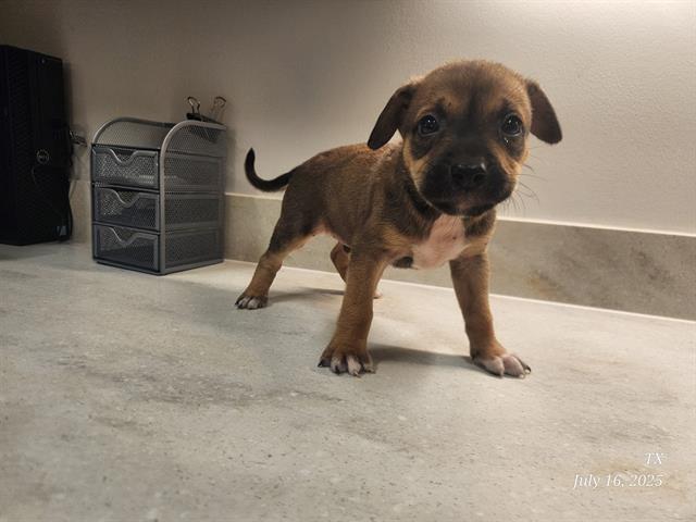 adoptable Dog in Baytown, TX named MARTIN