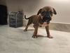 adoptable Dog in Baytown, TX named MARTIN