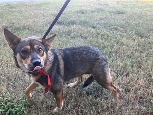 adoptable Dog in Baytown, TX named ESTRELLA