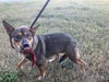 adoptable Dog in  named ESTRELLA