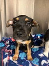 adoptable Dog in  named TEX