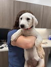 adoptable Dog in  named PUREE