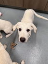 adoptable Dog in  named MARGARINE