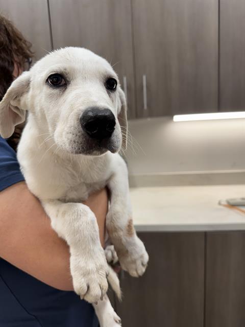 adoptable Dog in Baytown, TX named HUMMUS