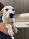 adoptable Dog in  named HUMMUS