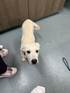 adoptable Dog in  named BUTTER
