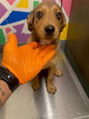 adoptable Dog in  named TWIZZLER
