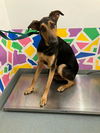 adoptable Dog in  named RON