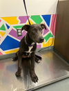 adoptable Dog in  named ORBIT
