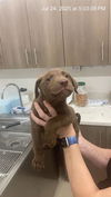 adoptable Dog in  named TIPPY